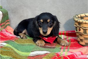 Nasir - Dachshund, Mini for sale