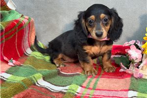 Naomi - Dachshund, Mini for sale