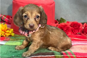 Rhianna - puppy for sale
