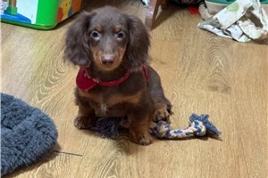 Rio - puppy for sale