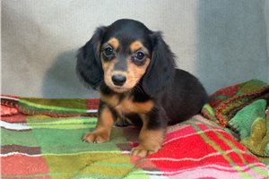Pearl - Dachshund, Mini for sale