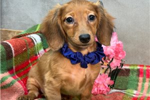 Holiday - Dachshund, Mini for sale