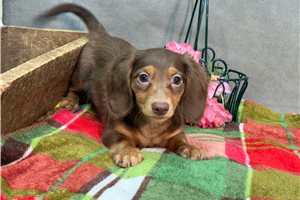Hidalgo - Dachshund, Mini for sale