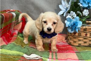 Cruz - Dachshund, Mini for sale
