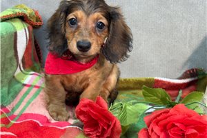 Hilton - Dachshund, Mini for sale
