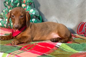 Keaton - Dachshund, Mini for sale