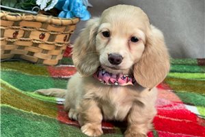 Karma - Dachshund, Mini for sale