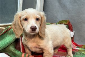 Roman - Dachshund, Mini for sale