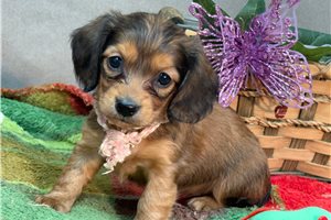 Delia - Mini Dachshund for sale