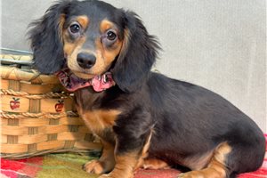 Naomi - Dachshund, Mini for sale