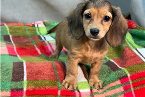 Delia - Dachshund, Mini for sale