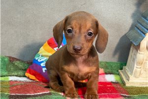 Bambi - puppy for sale