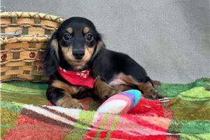 Nasir - Dachshund, Mini for sale