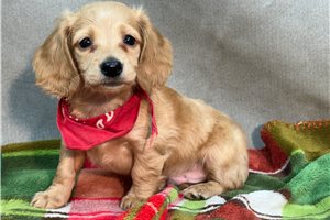 Weston - Mini Dachshund for sale