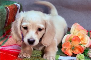 Cruz - Dachshund, Mini for sale