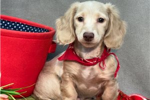 Cody - Mini Dachshund for sale