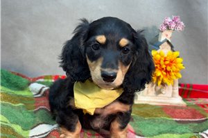 Nicholas - Dachshund, Mini for sale
