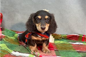 Nash - Dachshund, Mini for sale