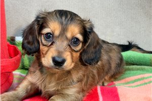 River - puppy for sale