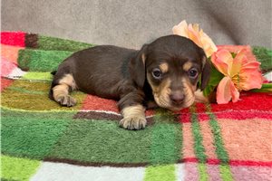 Brooke - Dachshund, Mini for sale