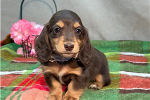 Nova - puppy for sale