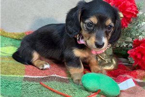 Hosanna - puppy for sale