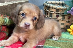 Daylin - puppy for sale