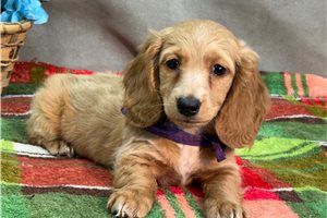 Karlita - puppy for sale