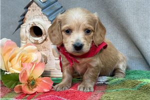 Nevaeh - puppy for sale