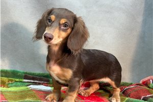 Ruby - Dachshund, Mini for sale