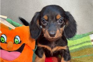 Kara - puppy for sale