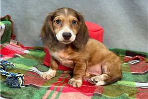 Roslyn - Dachshund, Mini for sale