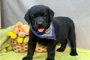 Zeus - Labrador Retriever for sale