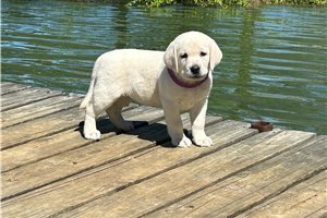 Kourtney - Labrador Retriever for sale