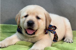 Alistair - puppy for sale