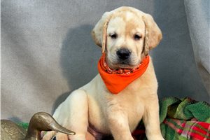 Michael - Labrador Retriever for sale