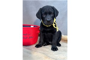 Flynn - Labrador Retriever for sale