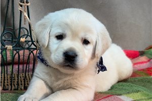 Harrison - Labrador Retriever for sale