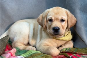Blaze - Labrador Retriever for sale