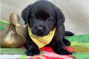 Tasha - puppy for sale
