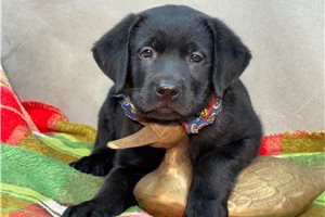 Norbit - Labrador Retriever for sale