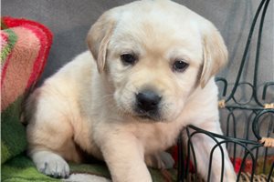 Henry - Labrador Retriever for sale