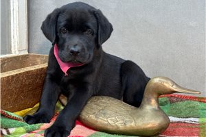Ella - Labrador Retriever for sale