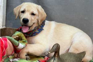 Martina - Labrador Retriever for sale