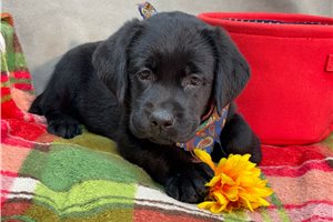 Dally - Labrador Retriever for sale