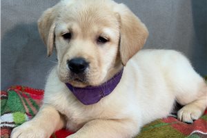 Daphne - puppy for sale