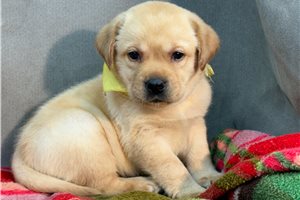 Blaze - Labrador Retriever for sale
