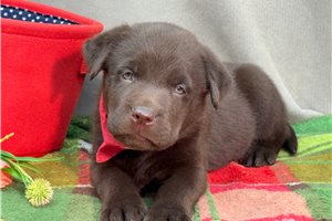 Elmo - puppy for sale