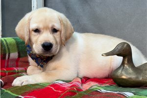 Martina - Labrador Retriever for sale