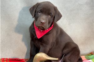 Elmo - Labrador Retriever for sale